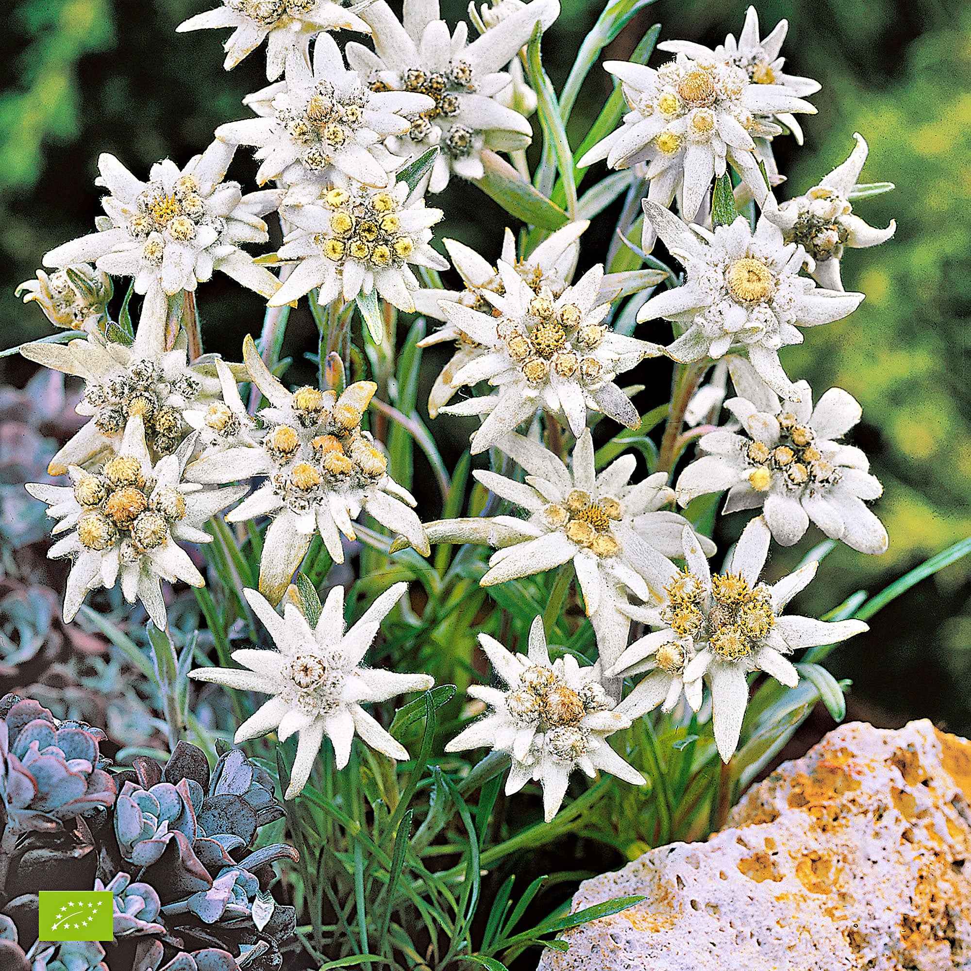 Bakker Edelweiss des Alpes vivace pot 9cm blanc rocaille