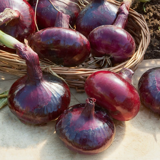 Bakker Potager Oignons collection graine 4 sachets