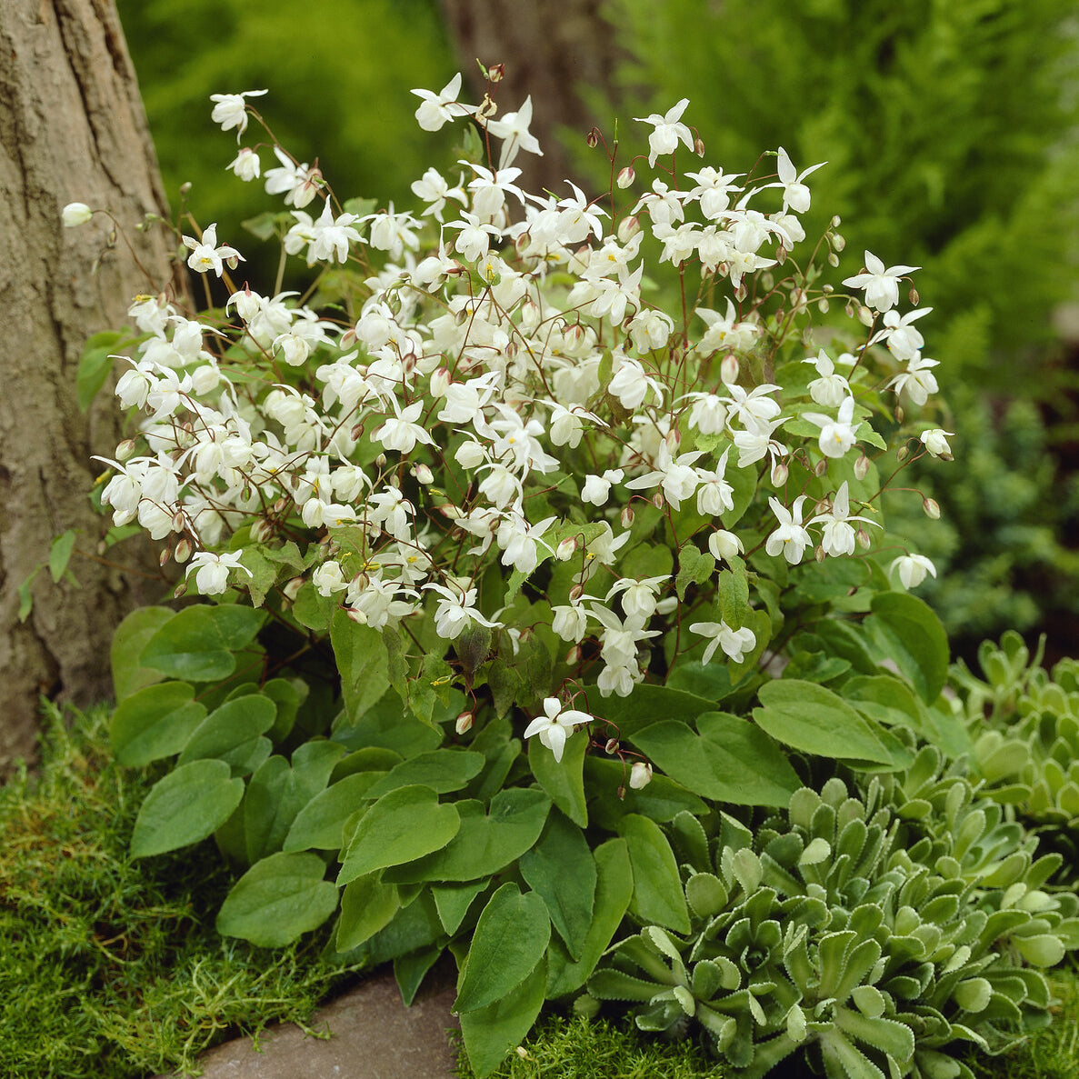 Bakker Epimedium Niveum fleur des elfes blanche pot 9cm