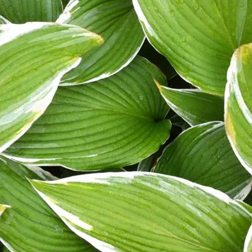Bakker White On hosta vivace pot 9cm panaché