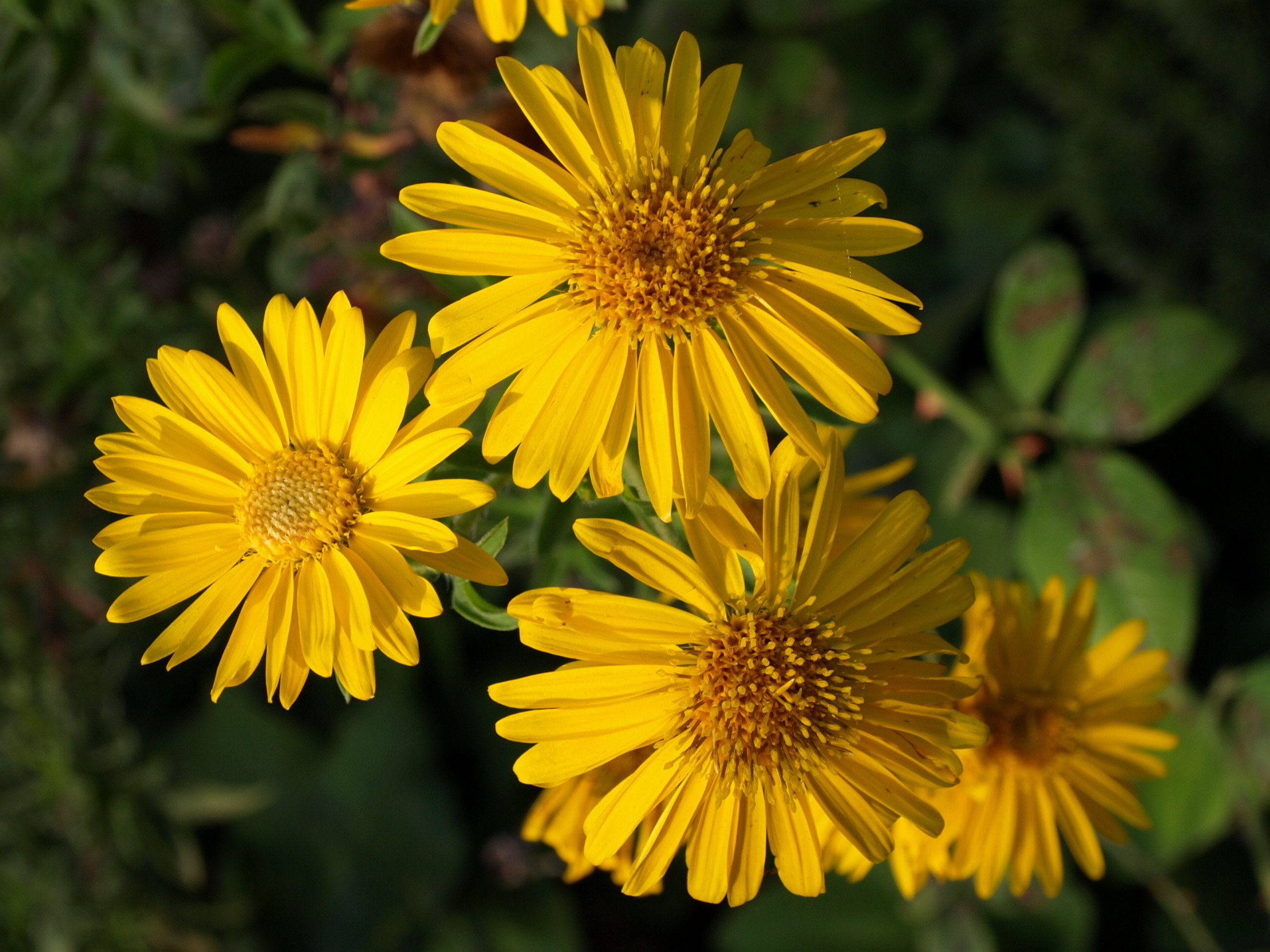 Passion Vivaces Aster Golden Sunshine aster jaune godet
