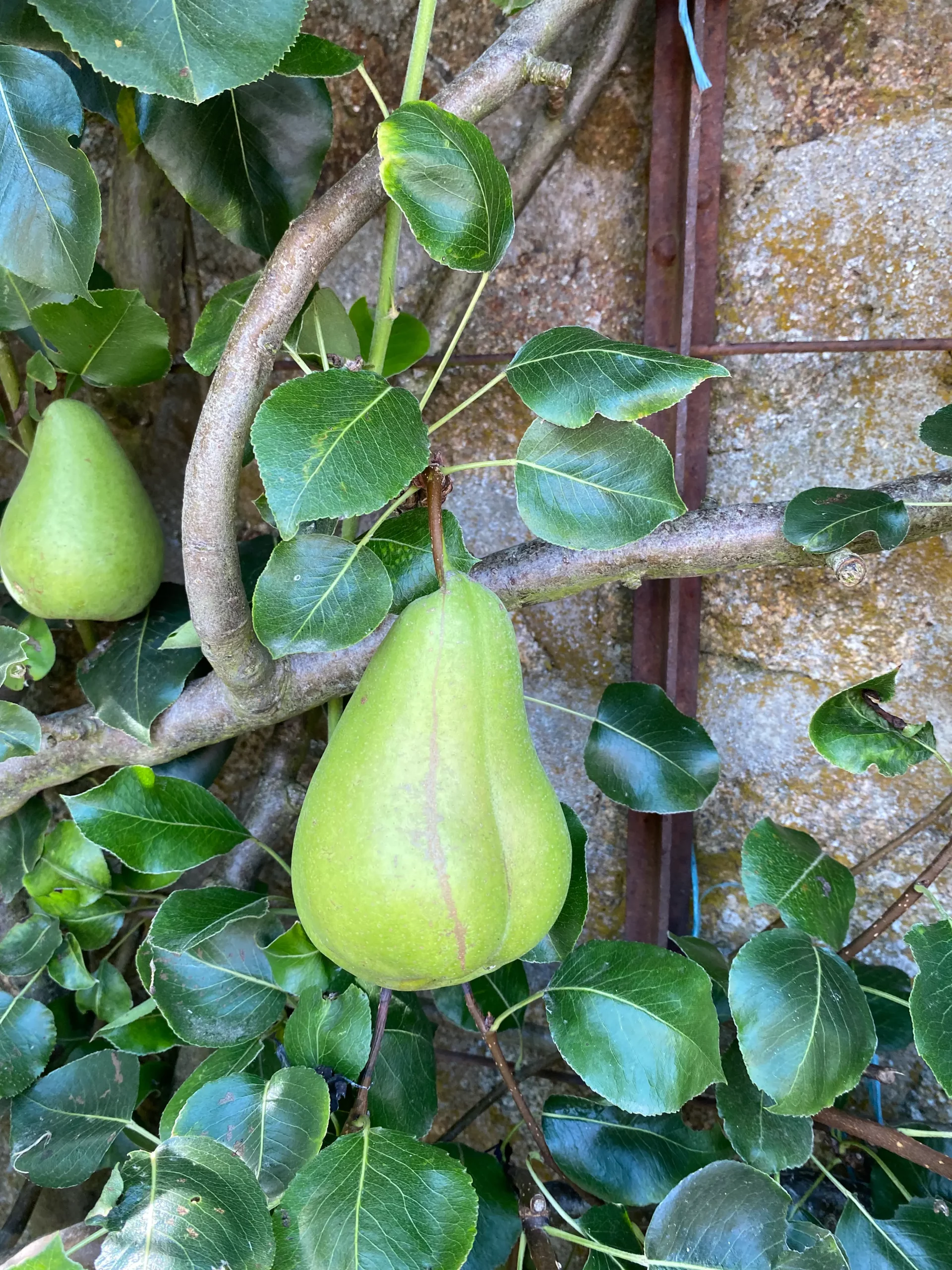 Michel Adam Poire de Curé rosier buisson de jardin
