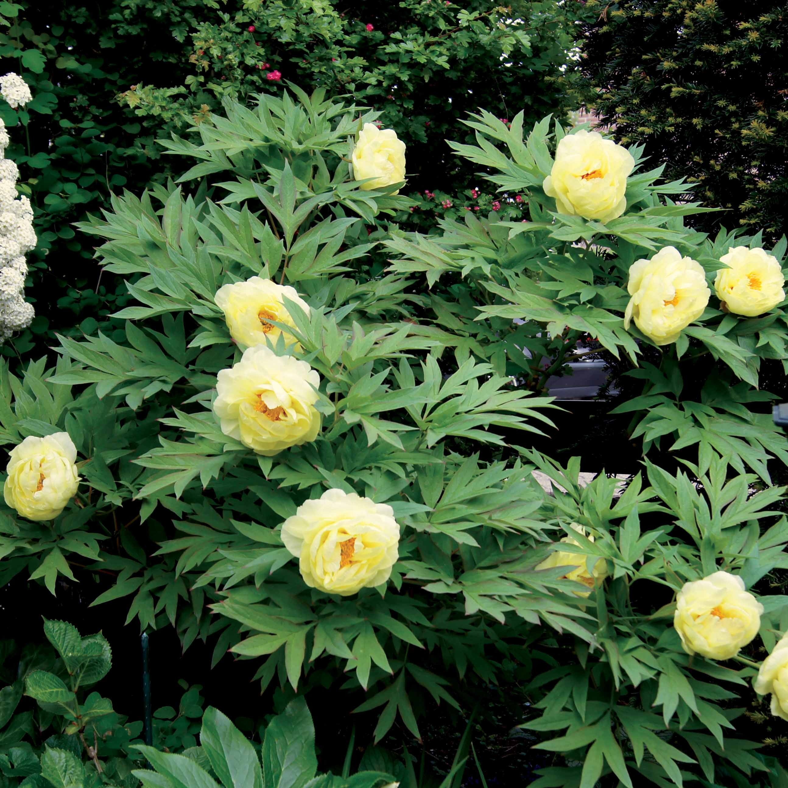 Bakker Pivoine Itoh Bartzella jaune racine nue 2-3 yeux