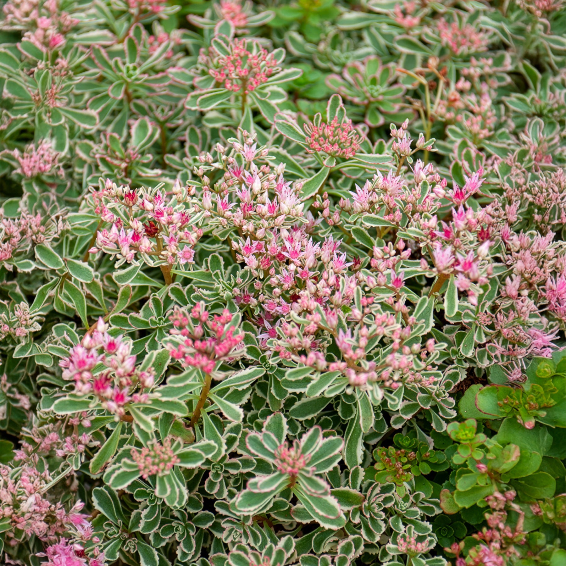 Bakker Sedum spurium panaché vivace pot 9cm couvre-sol