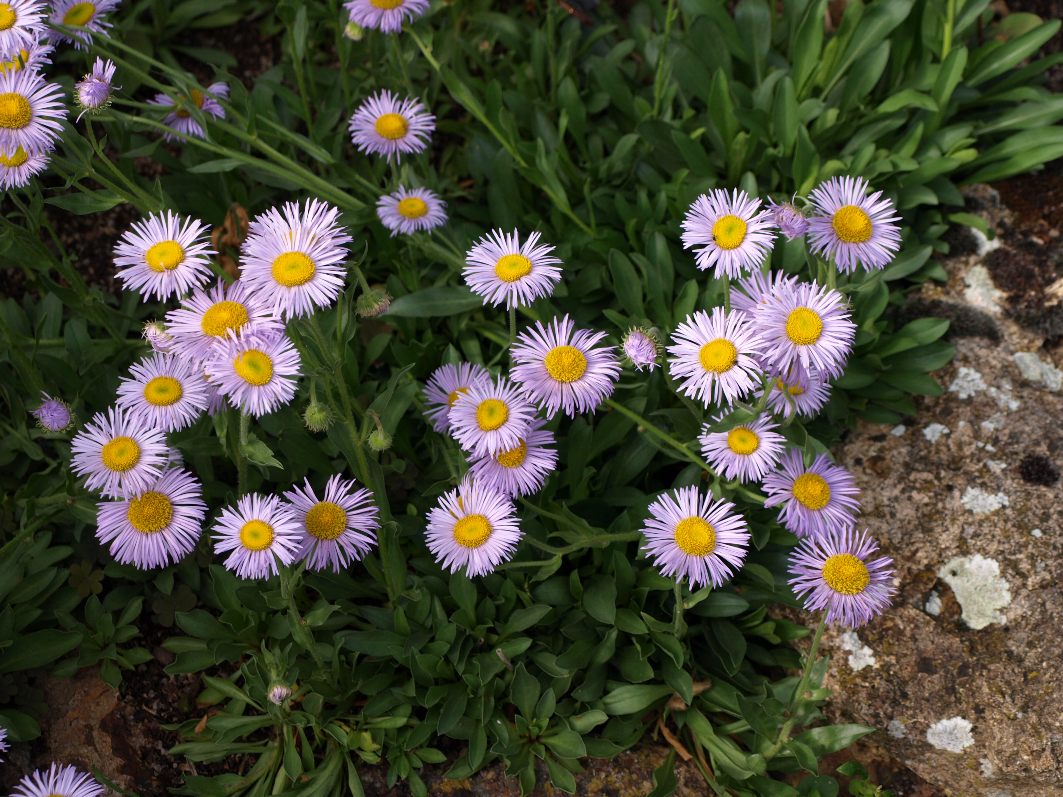 Aster alpigenus andersonii aster mauve godet tapis