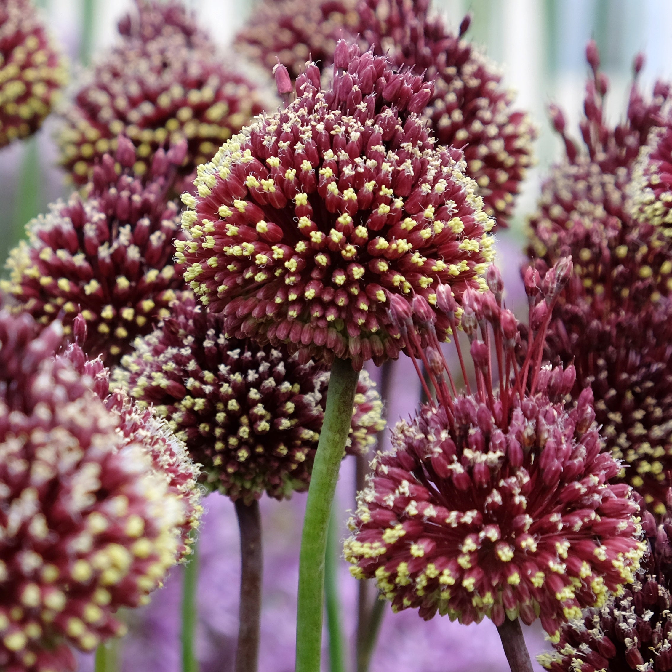 Bakker Bulbes à fleurs Ail Red Mohican lot 2 bulbes bordeaux