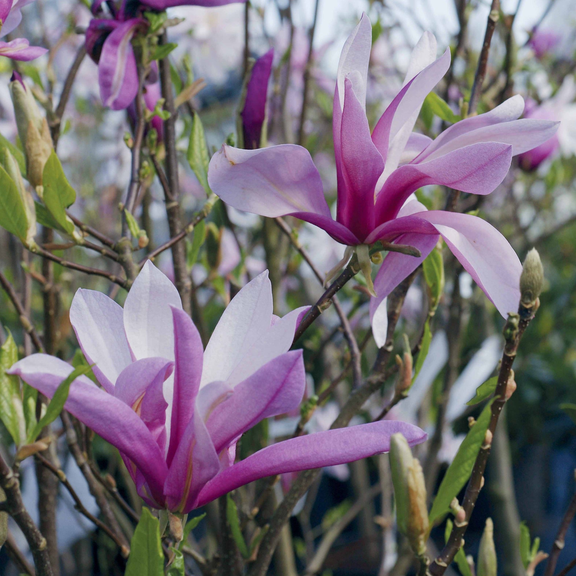 Bakker Magnolia de Soulange arbuste pot 3L 60-80cm rose
