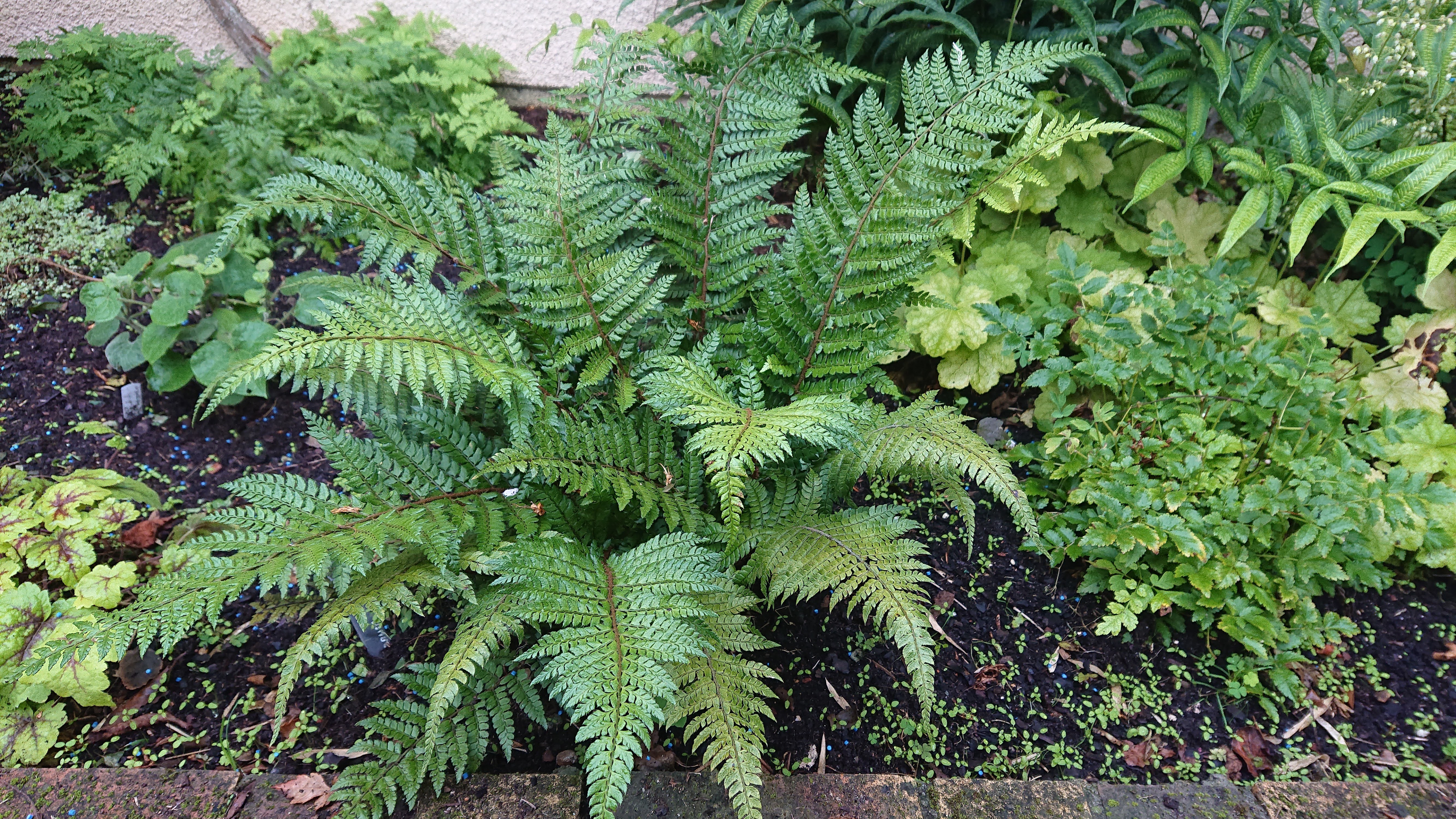 Passion Vivaces Polystichum makinoi fougère pot 1 L persistante