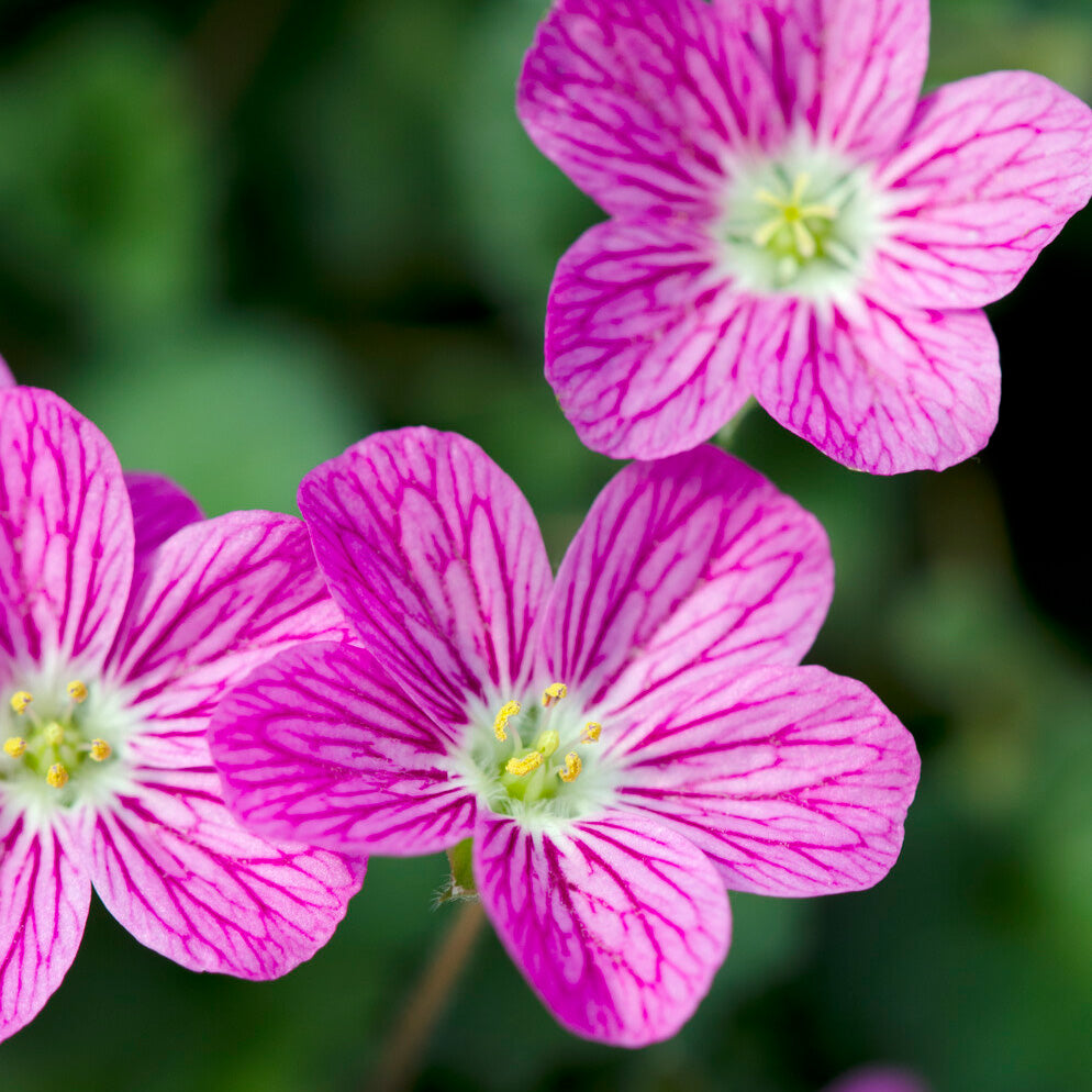 Bakker Plantes vivaces Erodium Bishop's Form pot 9cm tapissant