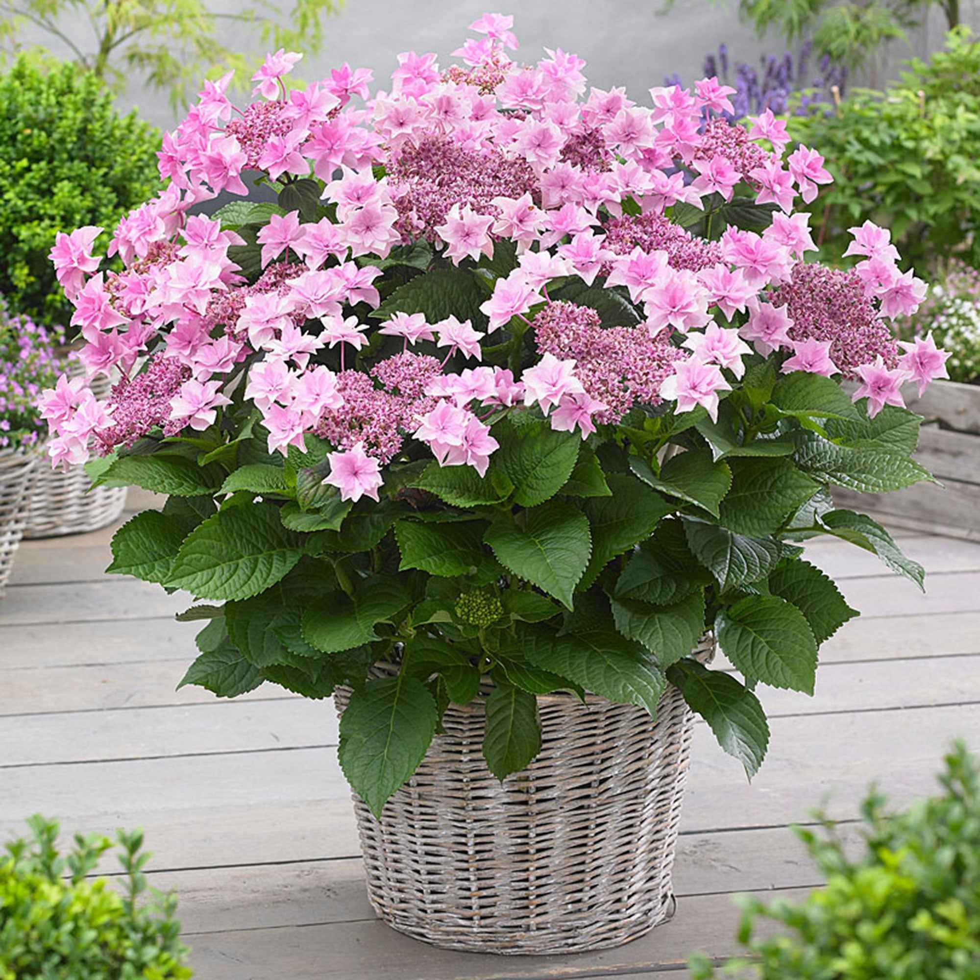 Bakker Hortensia Doppio Rosa arbuste pot 1,5L rose double