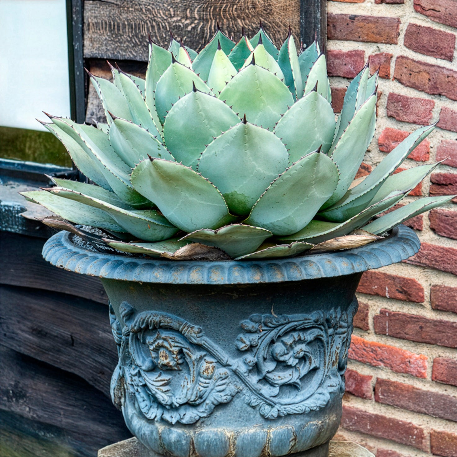 Bakker Agave de Parry succulente pot 11cm rustique -28°C