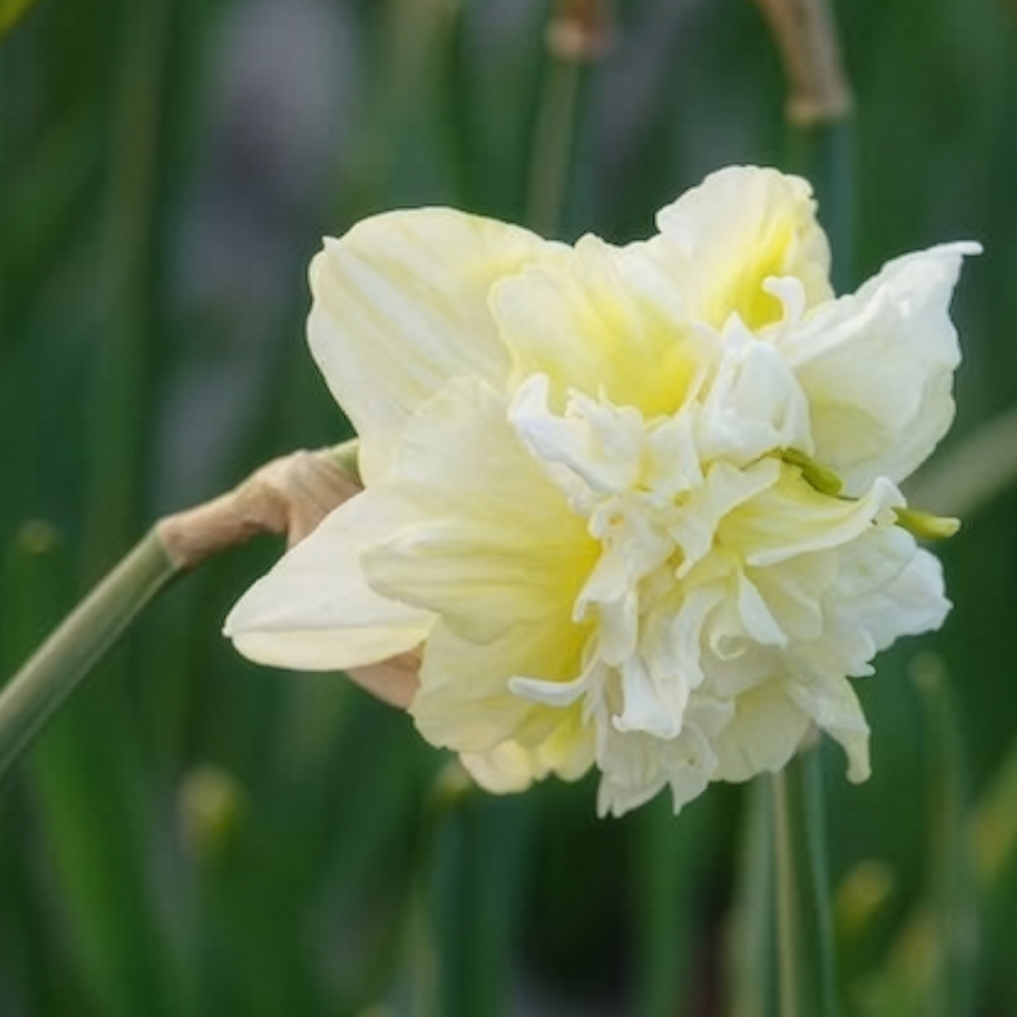 Bakker Obdam narcisse double 10 bulbes blanc parfumé