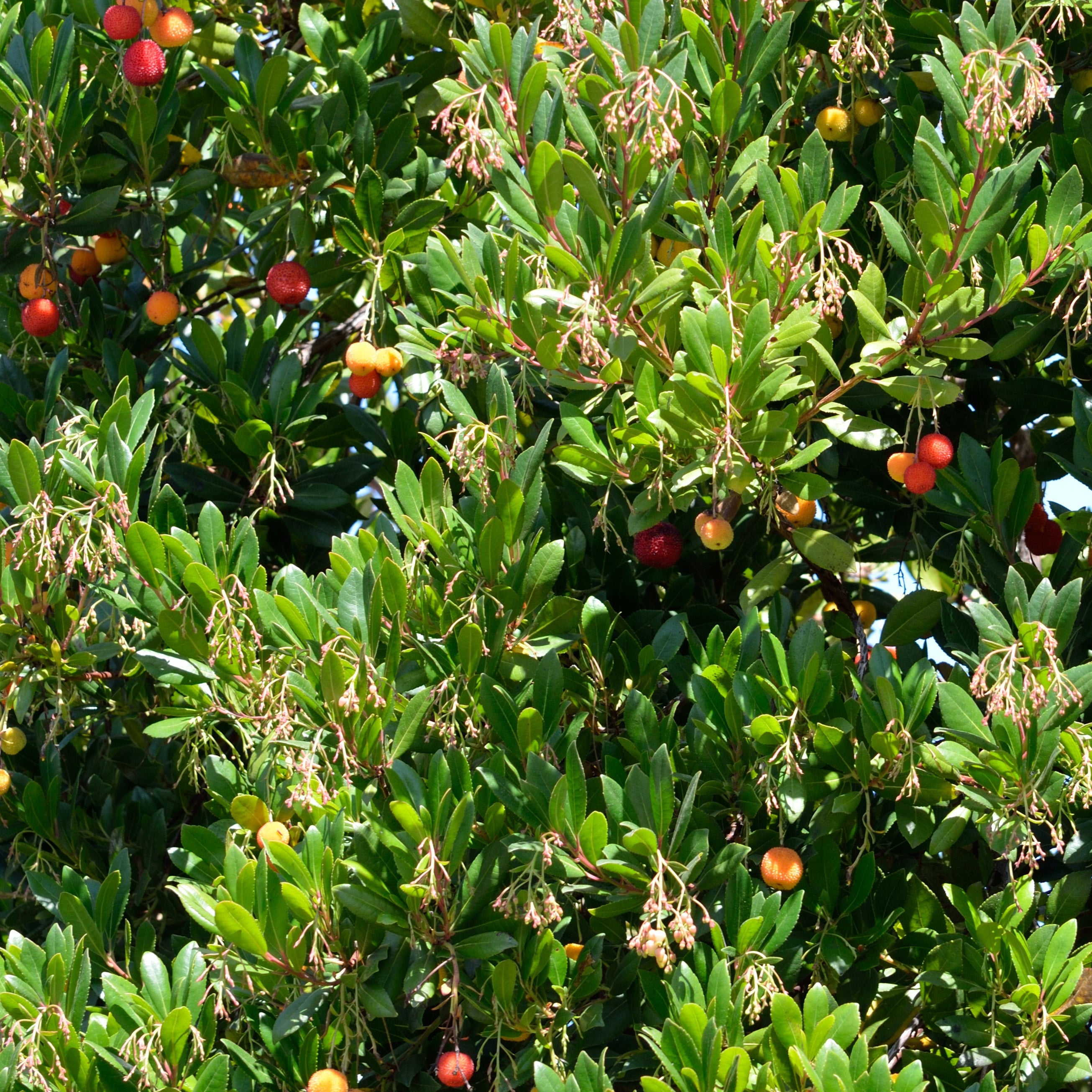 Bakker Arbousier Atlantic fruitier pot fruits rouges