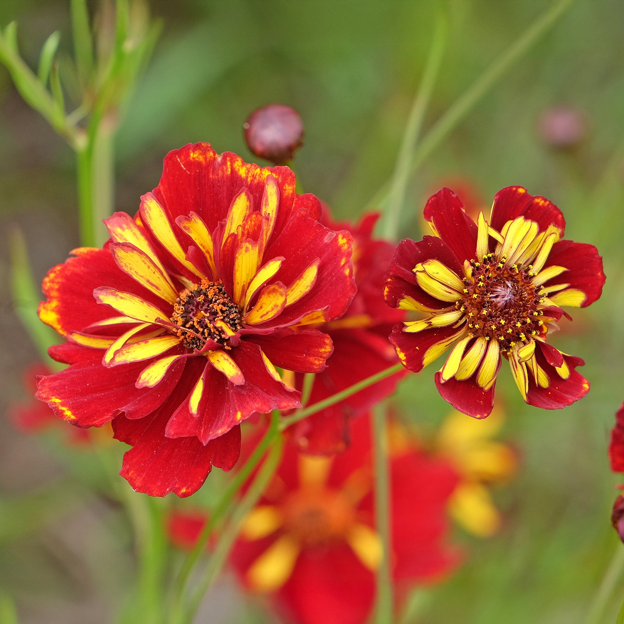 Bakker Coreopsis Roulette graines sachet fleurs rouge et or