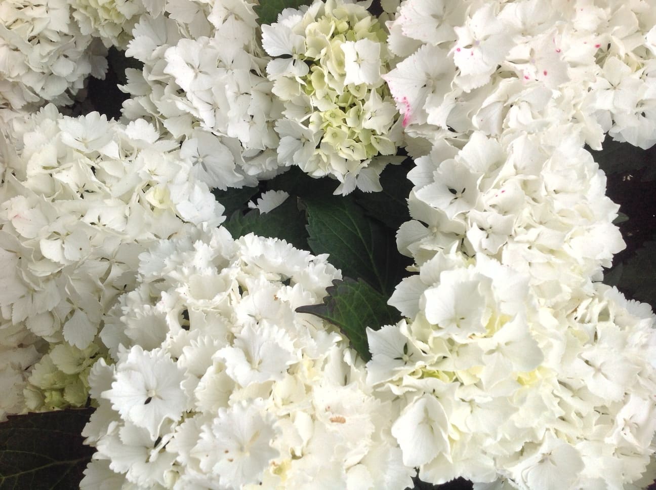 Les Hortensias du Haut Bois Nymphe hortensia boule pot 3L