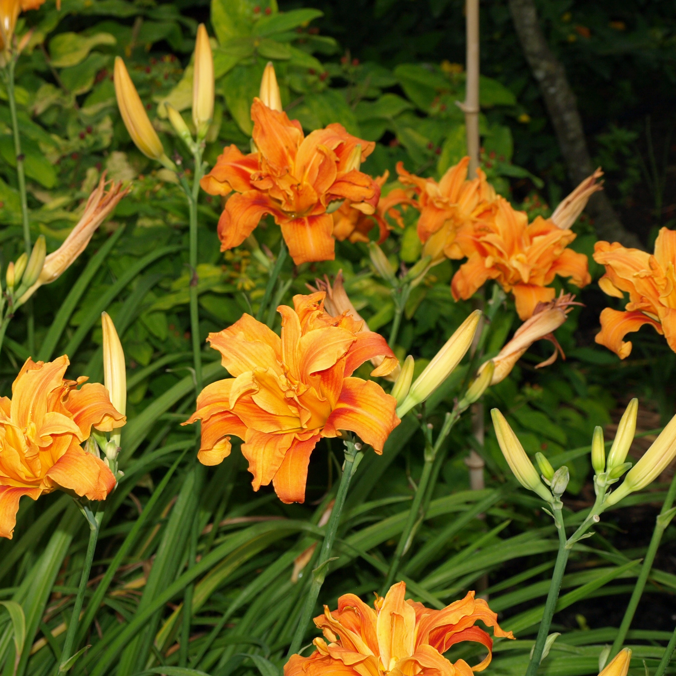 Passion Vivaces Hemerocallis fulva Florepleno Kwenzo plante vivace