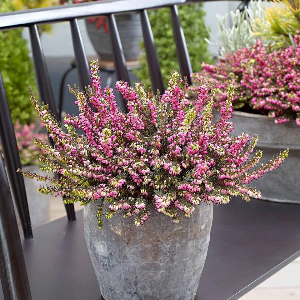 Bakker Bruyère Kramer's Rote pot 8cm rose magenta