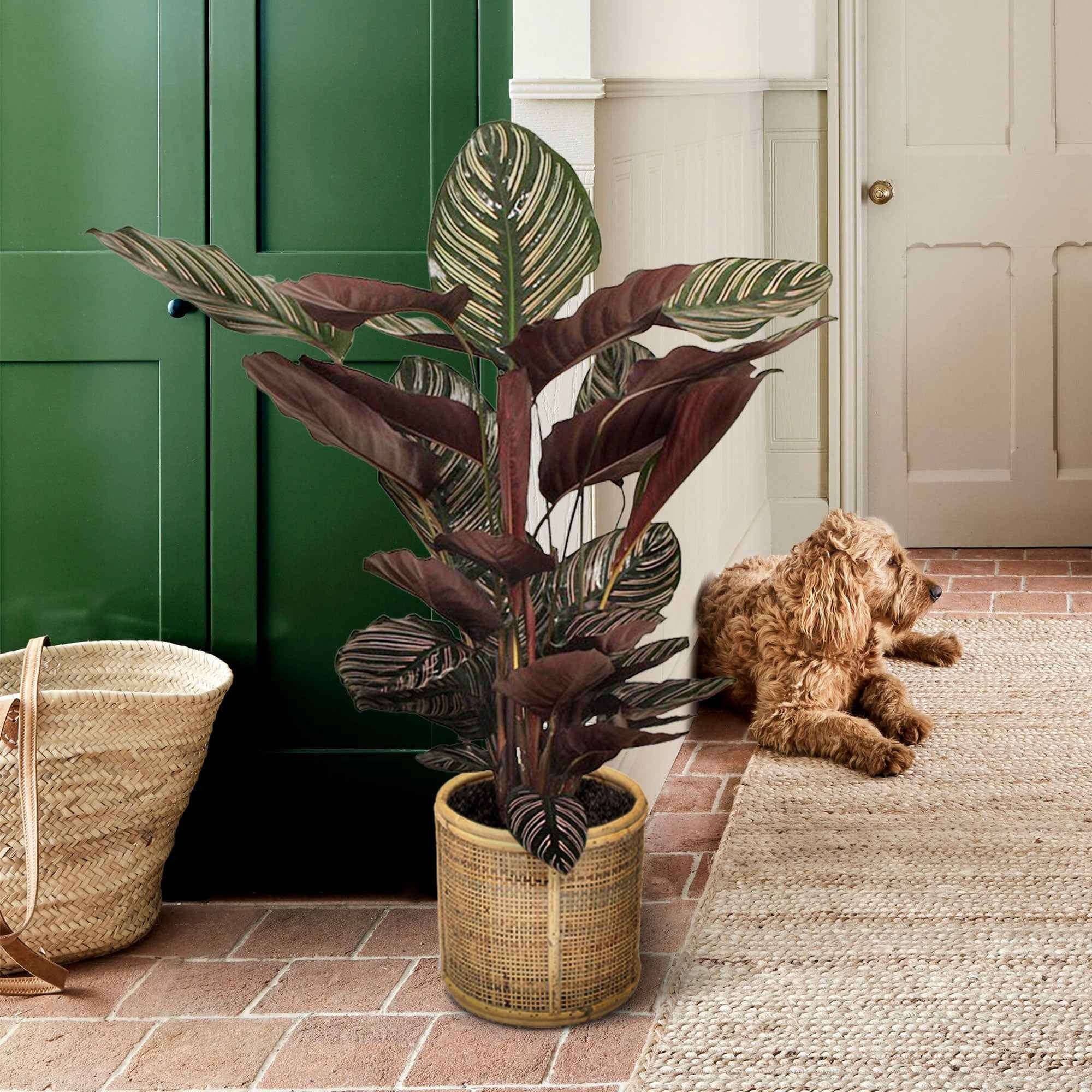Bakker Calathea Ornata XL plante verte pot Ø19cm 70-80cm rayé