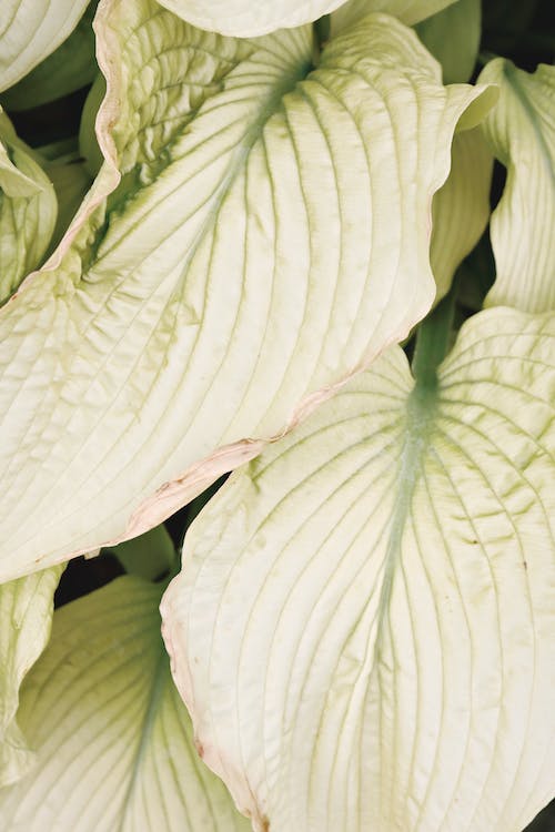 Passion Vivaces Hosta White Feather hosta blanc pot 1L