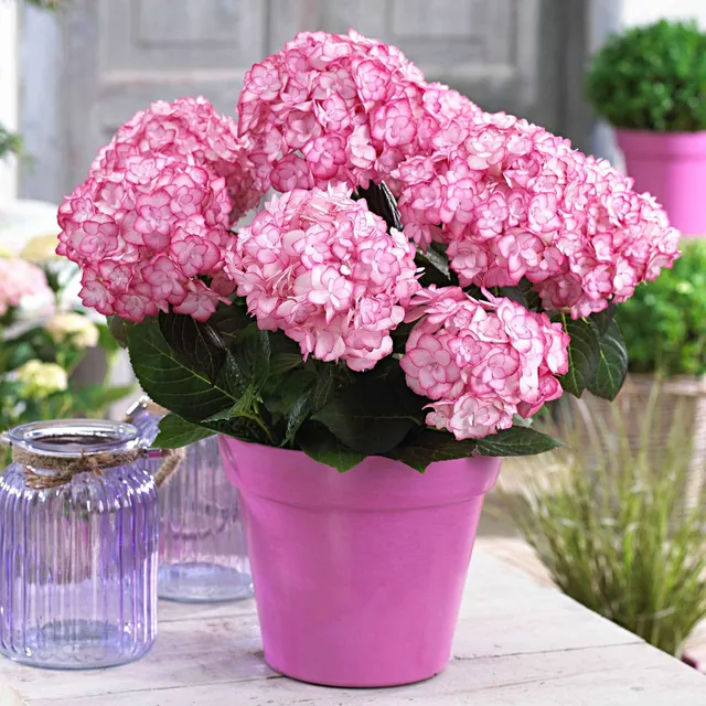 Bakker Hortensia Miss Saori pot 1.3L bicolore blanc rose