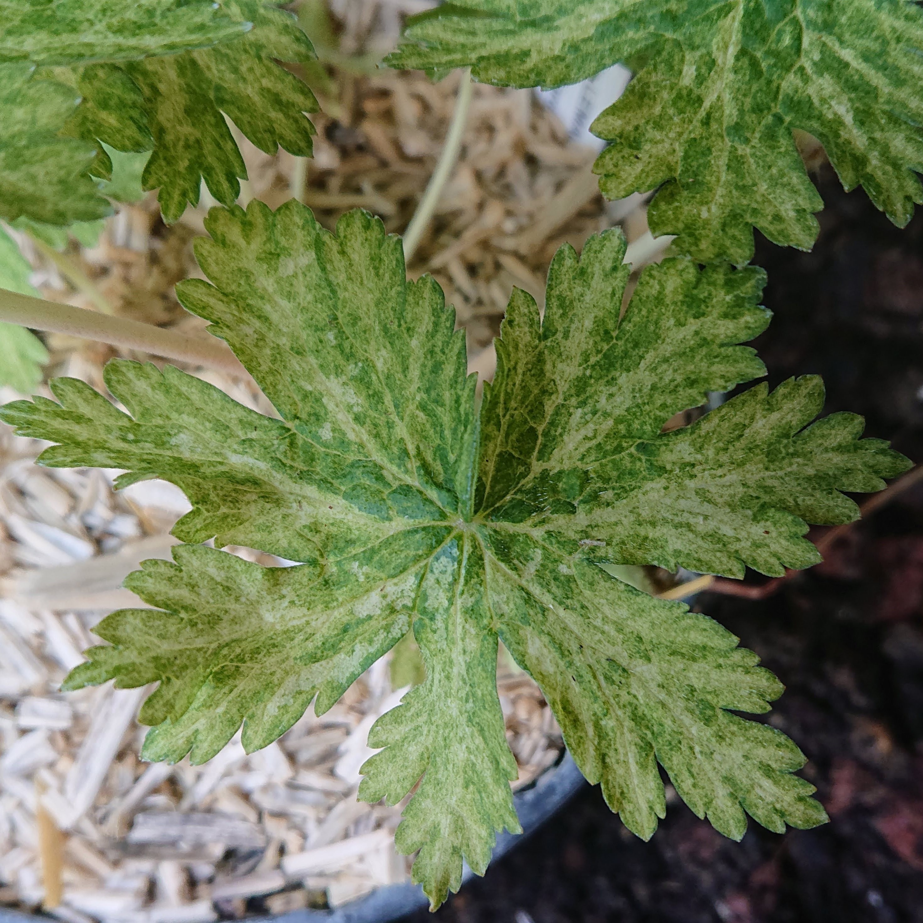 Passion Vivaces Geranium Margaret Wilson géranium pot 1L ombre