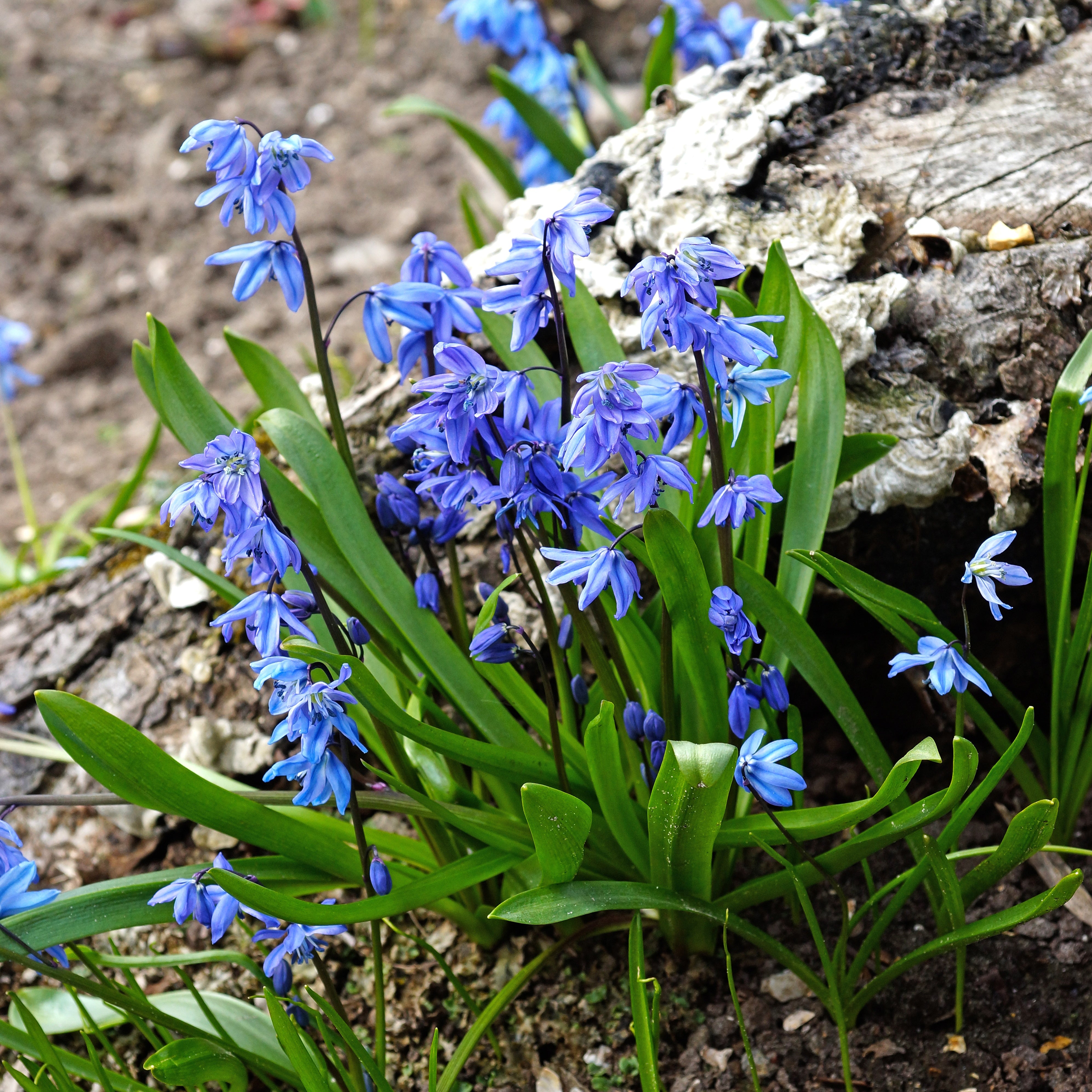 Bakker Scille de Sibérie bulbe à fleurs sachet 20 bleue