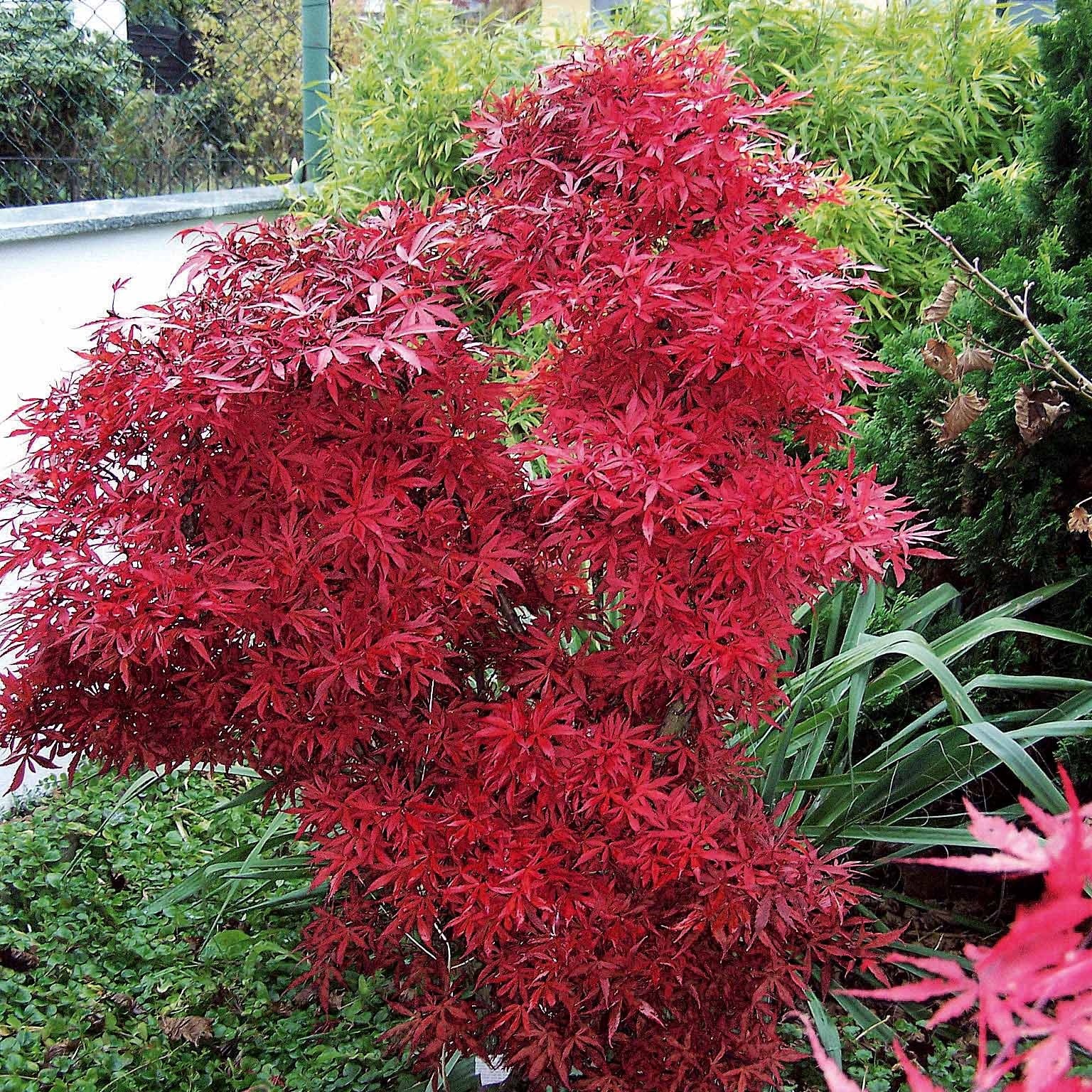Bakker Érable du Japon Shaina arbuste pot 2L 20-30cm rouge