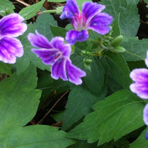 Bakker Géranium Clos du Coudray vivace pot Ø9cm violet