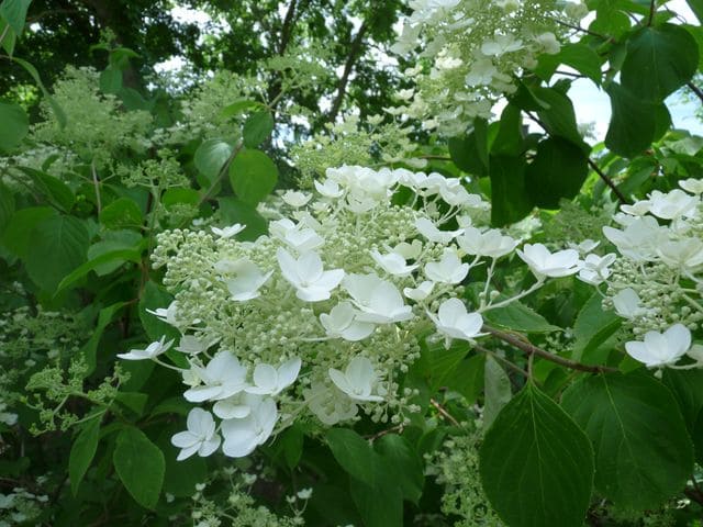 Les Hortensias du Haut Bois White Moth hortensia paniculé blanc