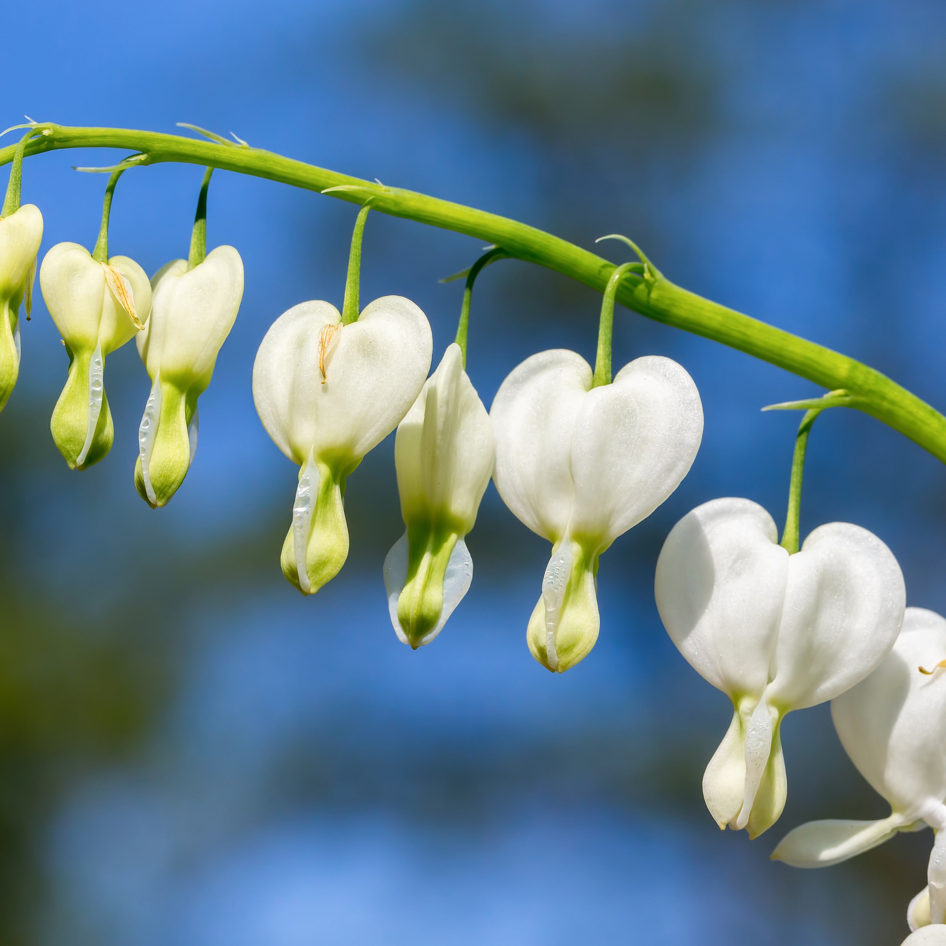 Bakker Cœur de Marie Blanc Dicentra Alba vivace pot 9cm