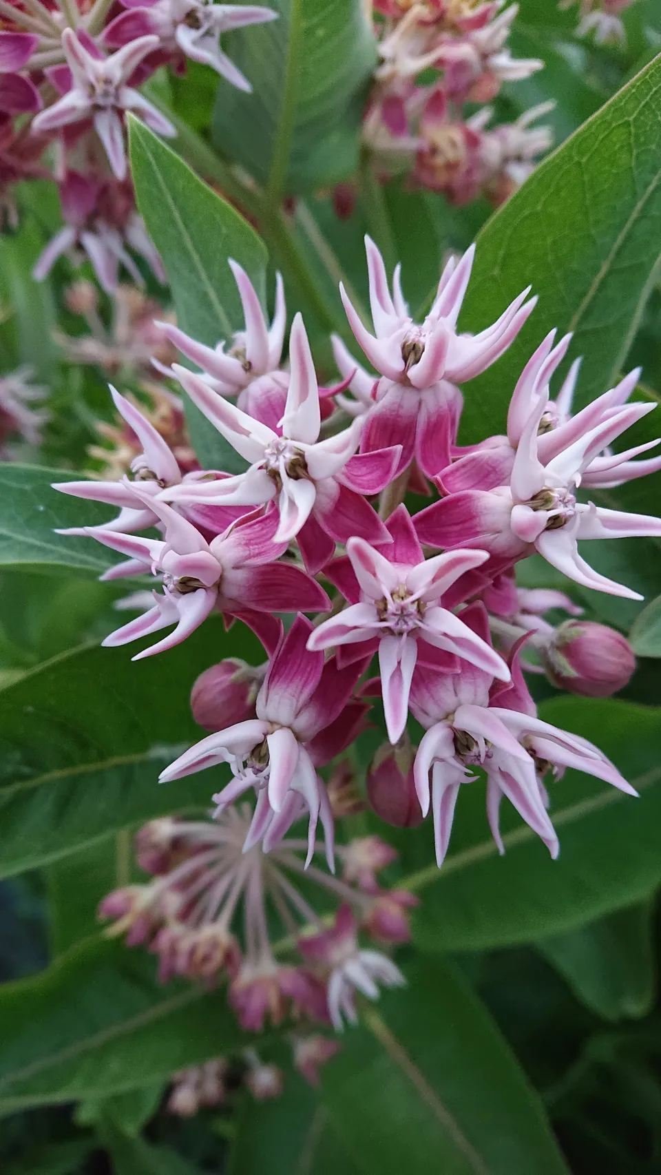 Passion Vivaces Asclepias speciosa plante vivace godet fleurs roses