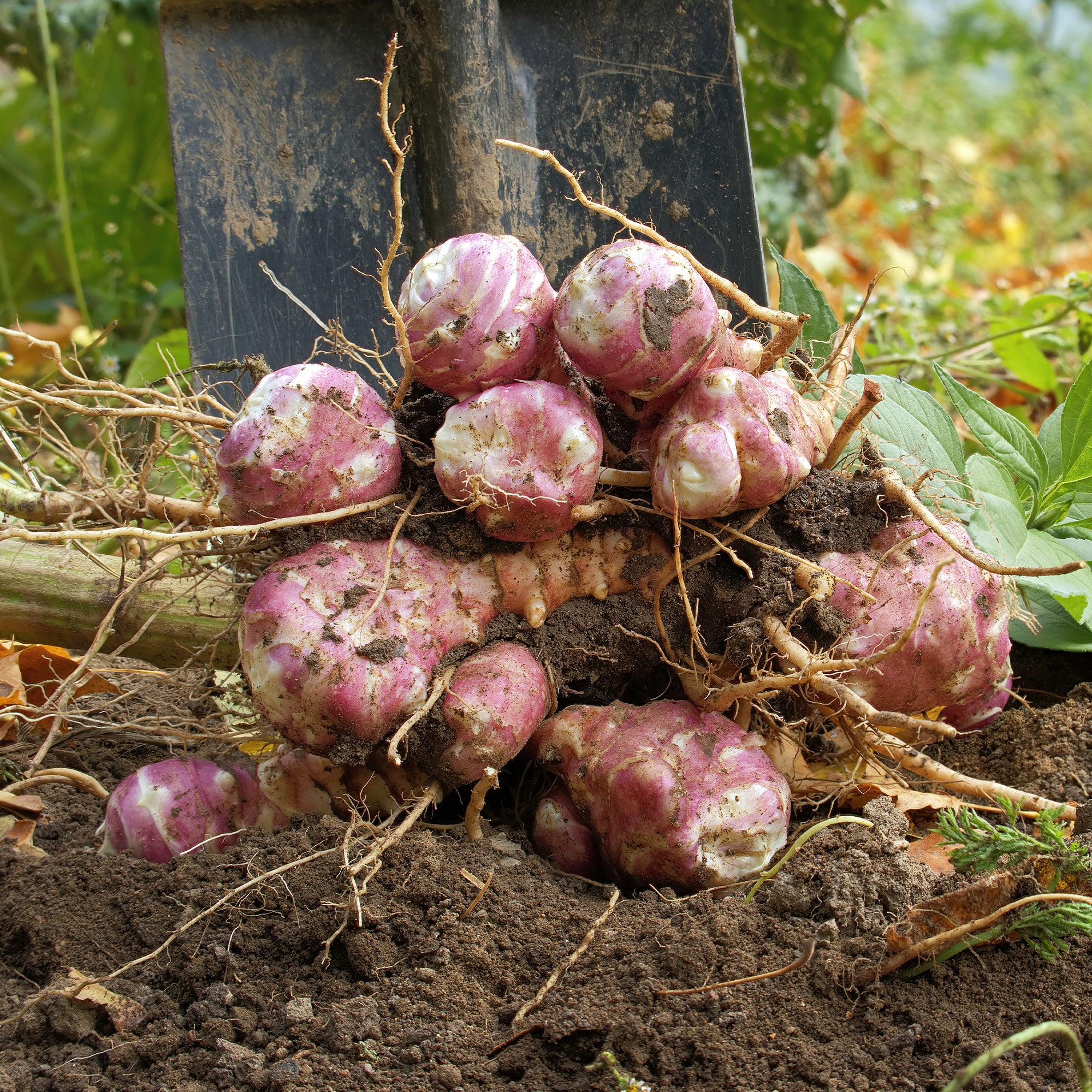 Bakker Topinambours Violets les 5 plants goût artichaut