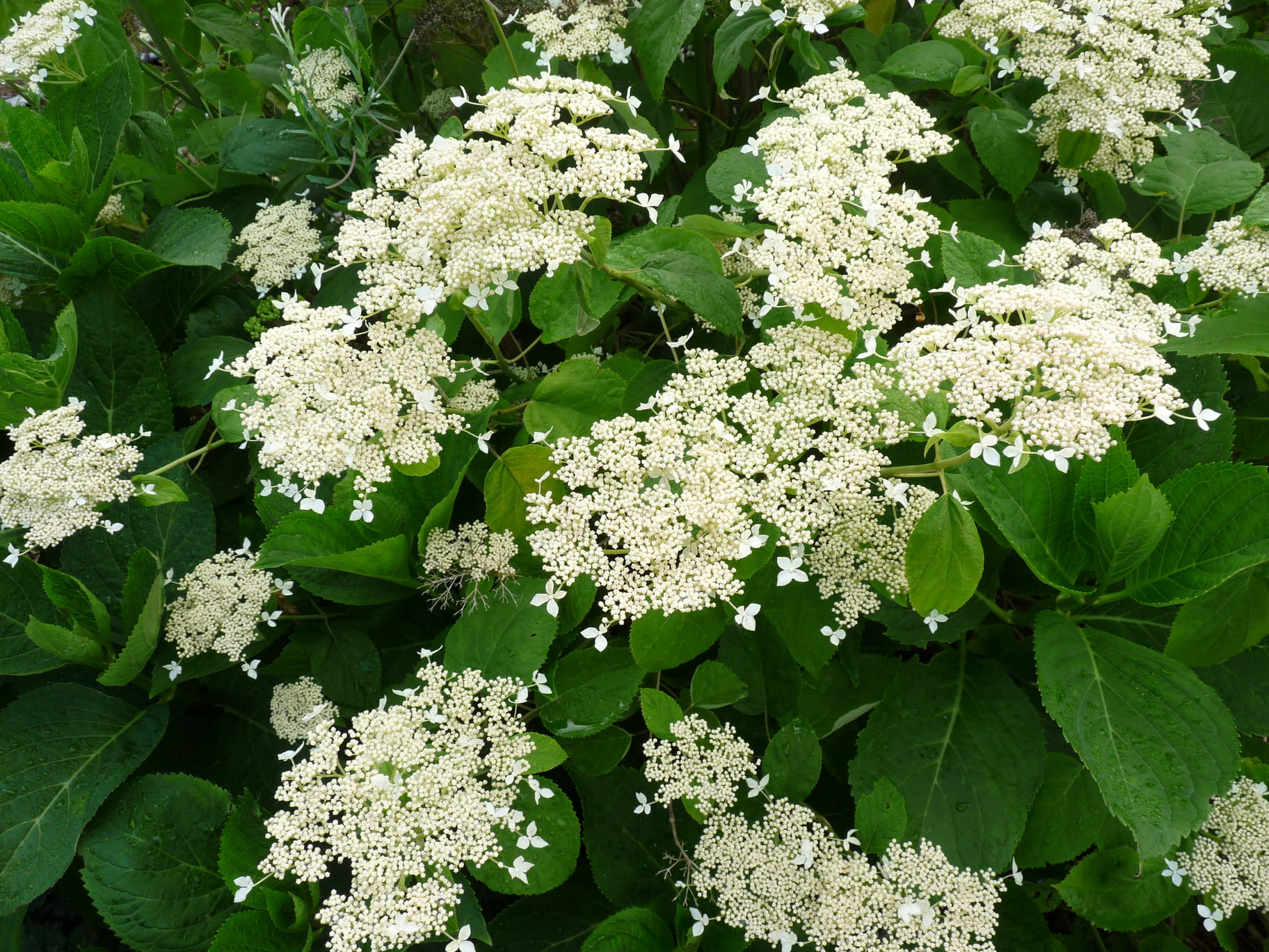 Les Hortensias du Haut Bois Radiata hortensia arborescent blanc