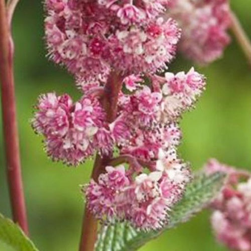 Bakker Vivaces Rodgersia Dark Pokers vivace pot 9cm rose mi-ombre