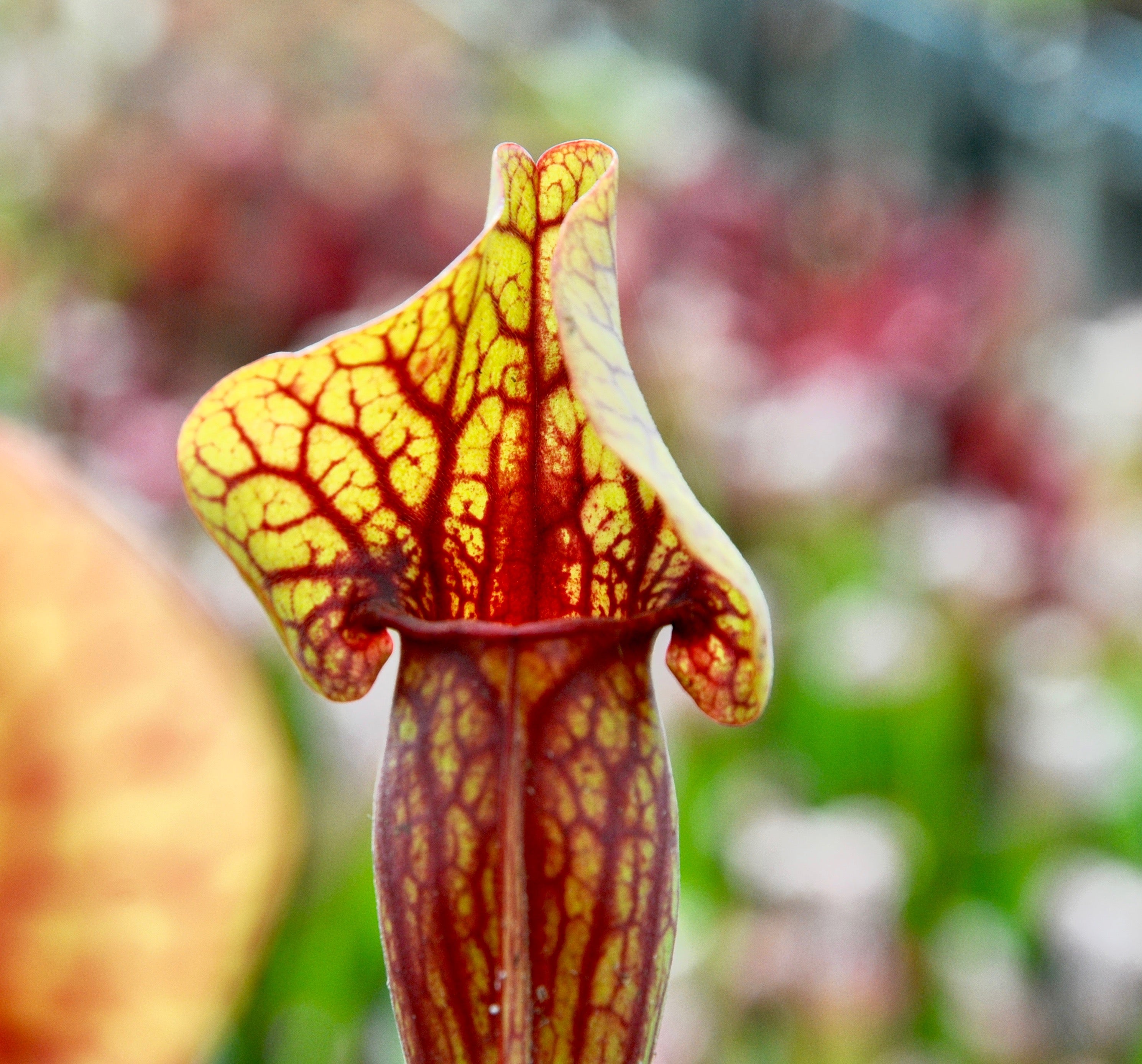Carniflore Sarracenia purpurea x oreophila plante carnivore 1 point