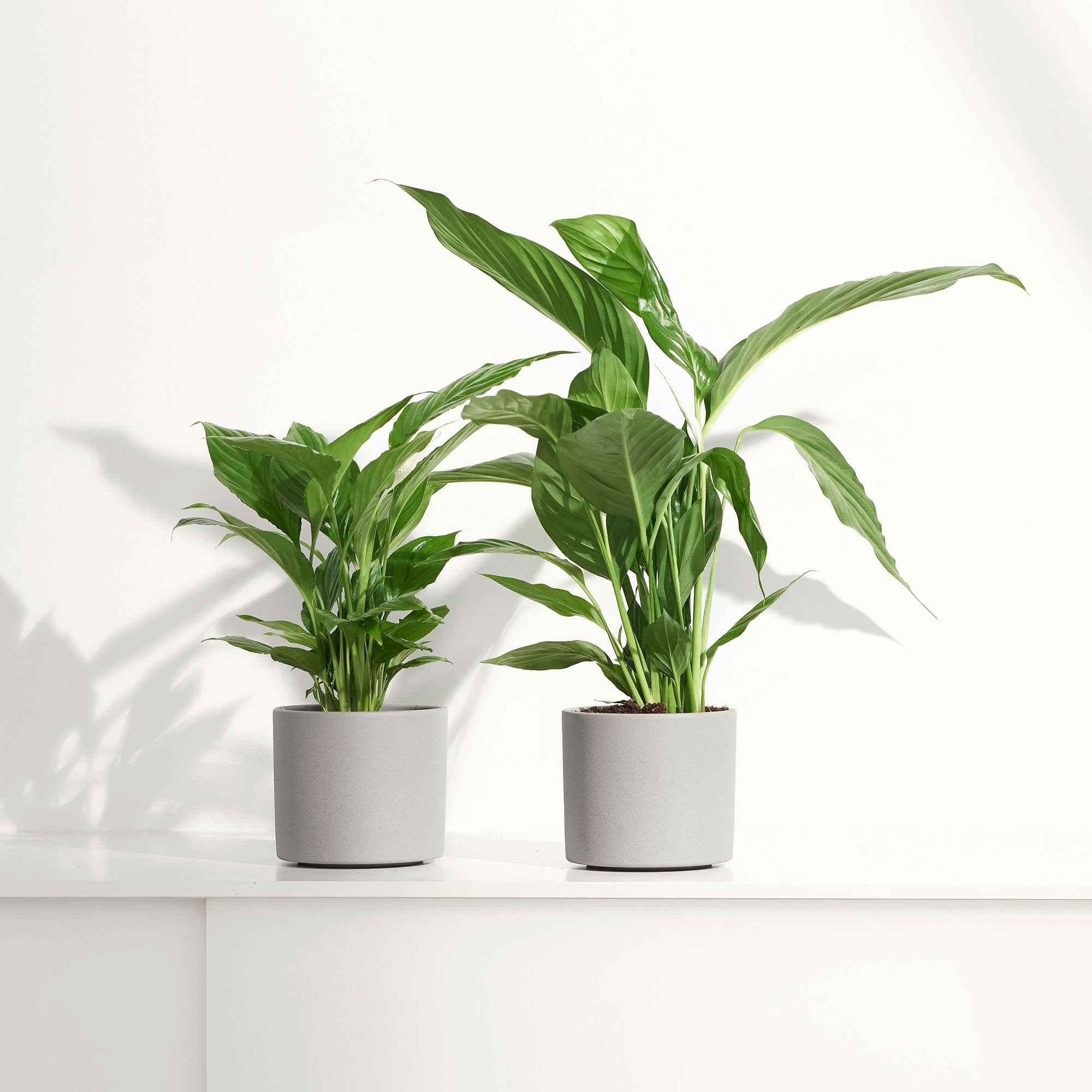 Bakker spathiphyllum Pearl Cupido blanc 17 cm