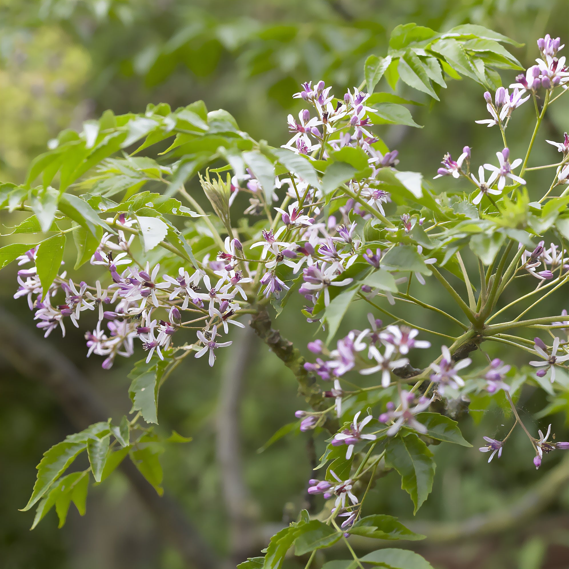 Bakker Margousier Lilas de Perse arbre violet 1L