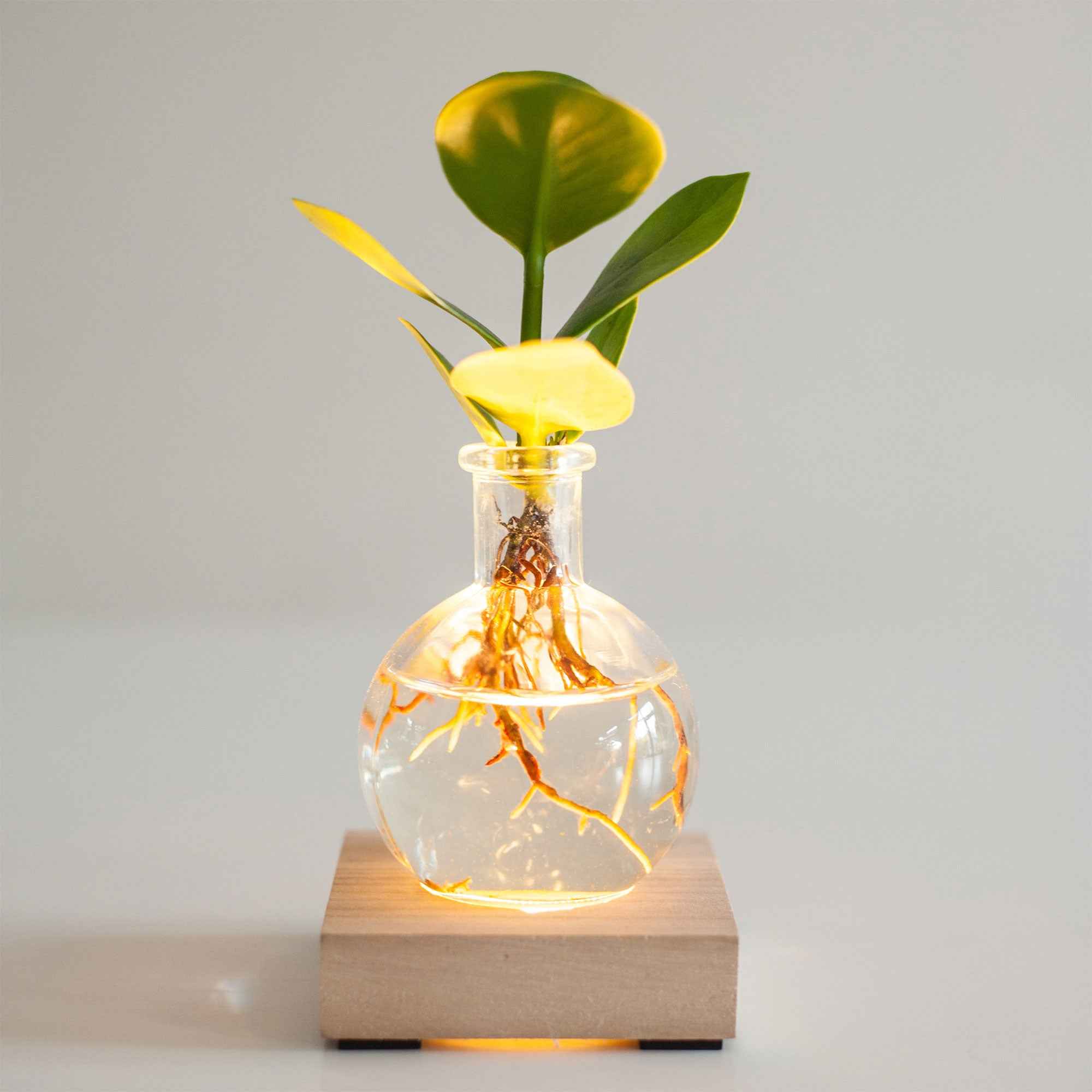 Bakker Clusia Samoa plante d'intérieur hydroponique kit LED