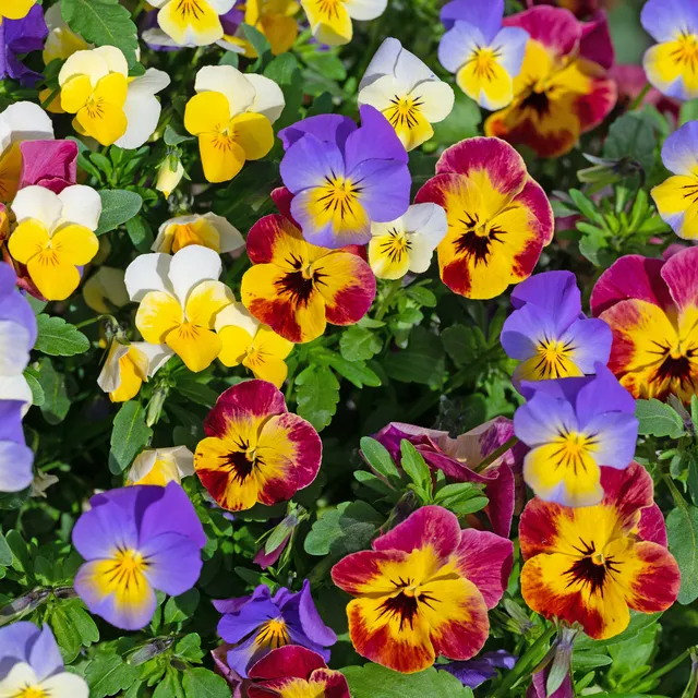Bakker Violette cornue plante balcon pot 9cm mélange couleurs