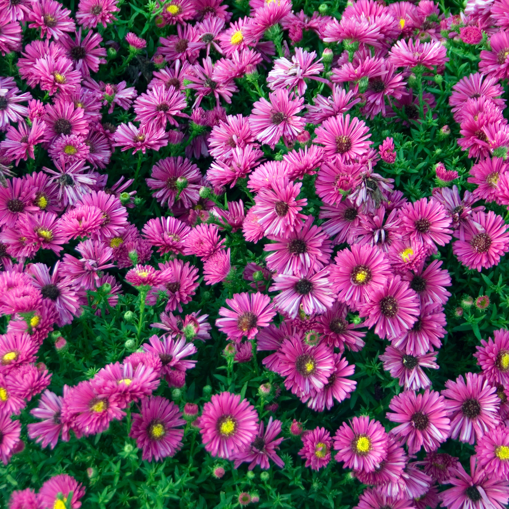 Bakker Aster Jenny nain fuchsia pot 9cm