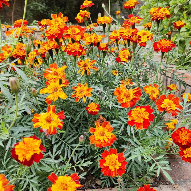 Bakker Potager et Graines Œillet d'Inde Rusty Red graines 1g orange