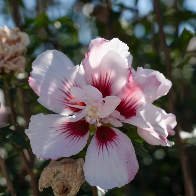 Bakker Hibiscus Starbust Chiffon arbuste pot 3L 40-50cm double