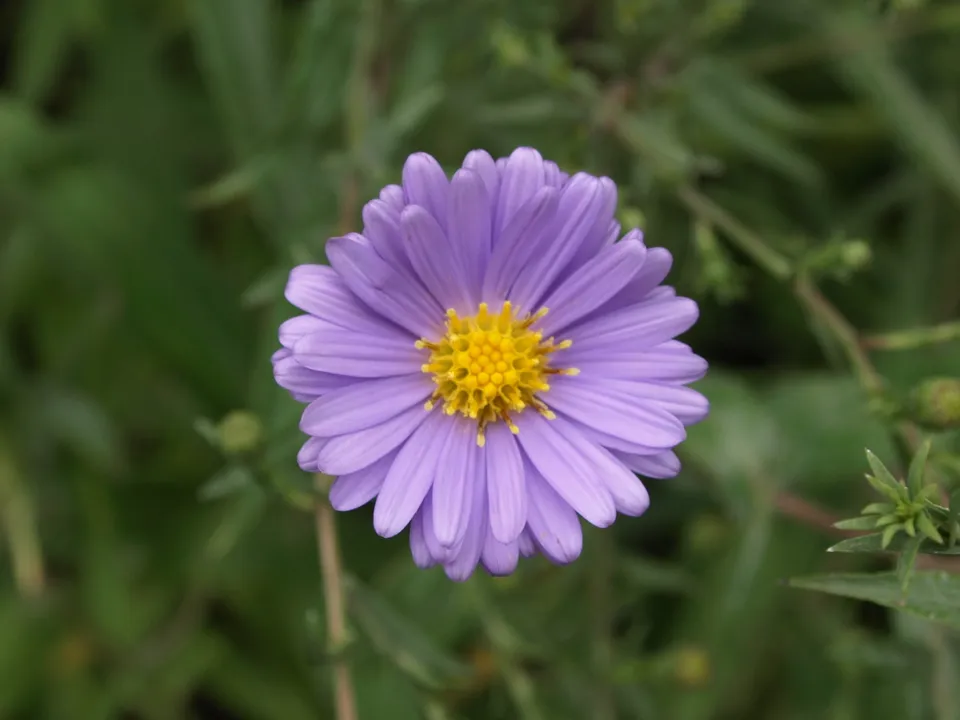 Passion Vivaces Aster Blaulicht plante vivace bleu ciel godet
