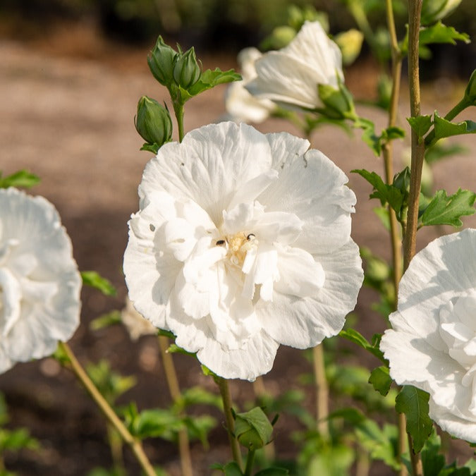 Bakker White Chiffon hibiscus arbuste pot 1,3 L blanc
