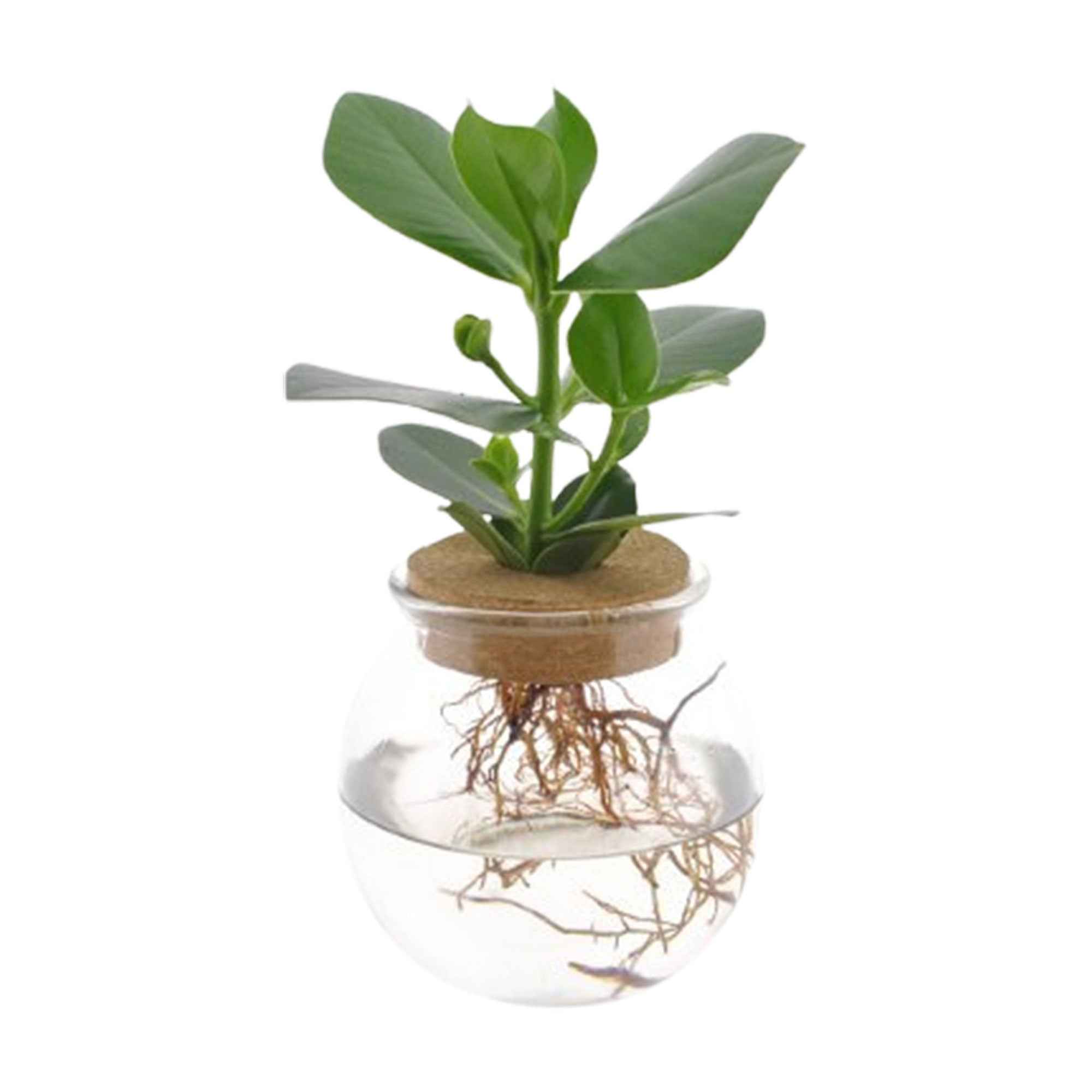 Bakker Clusia Met plante hydroponique kit vase ampoule