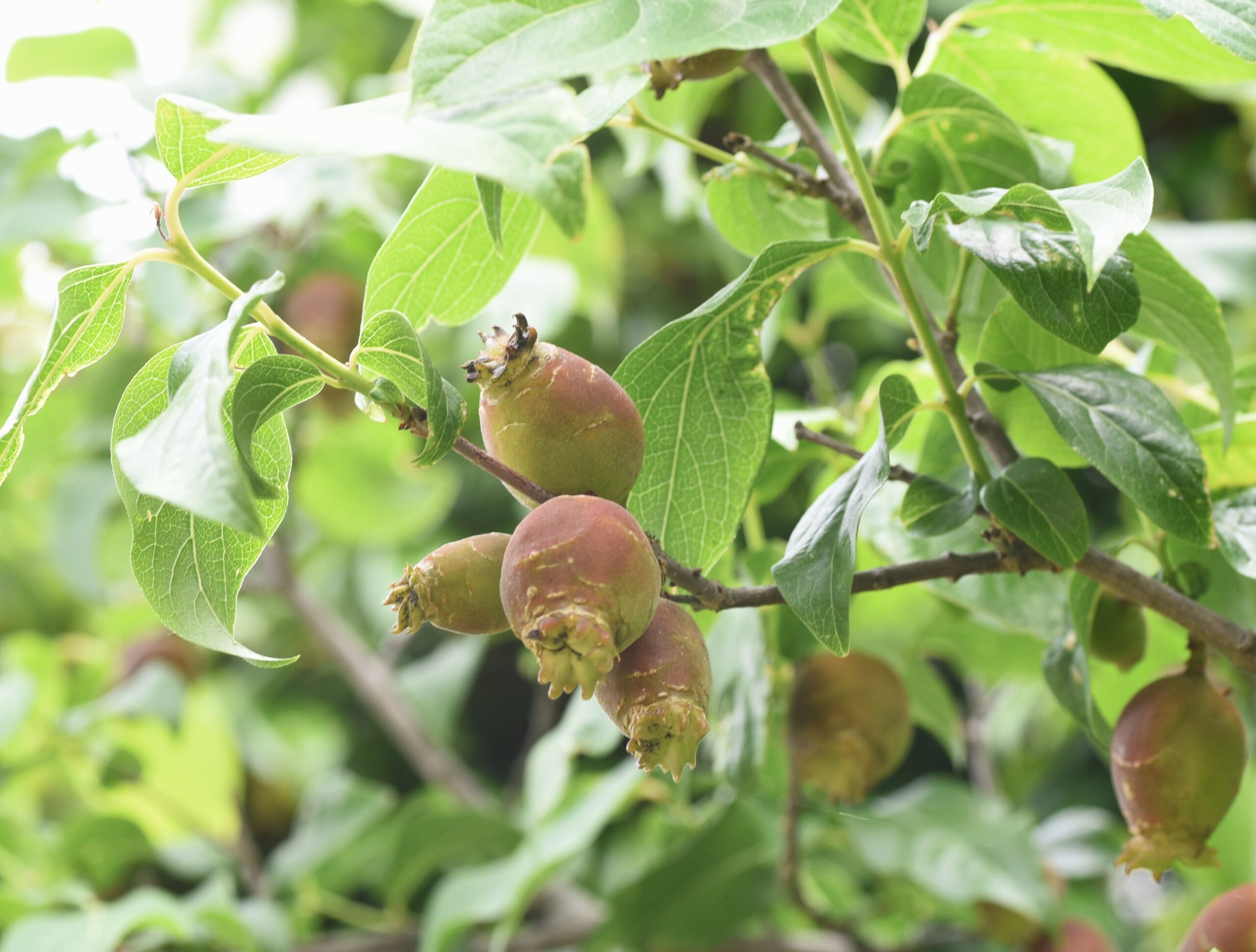 Pépinières Ripoche Chimonanthus praecox arbuste parfumé