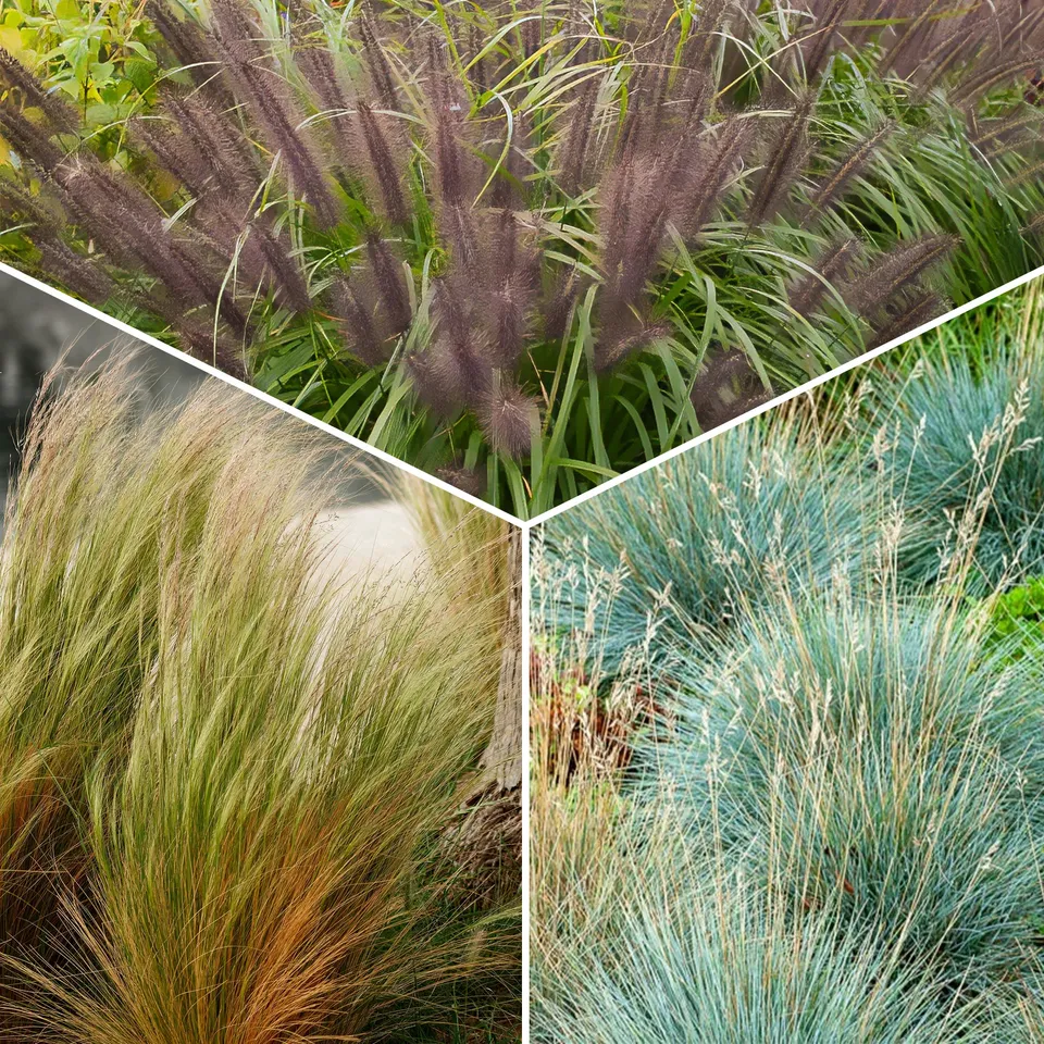 Bakker Plantes d'extérieur 3 graminées sol sec 3 pots Ø 9cm