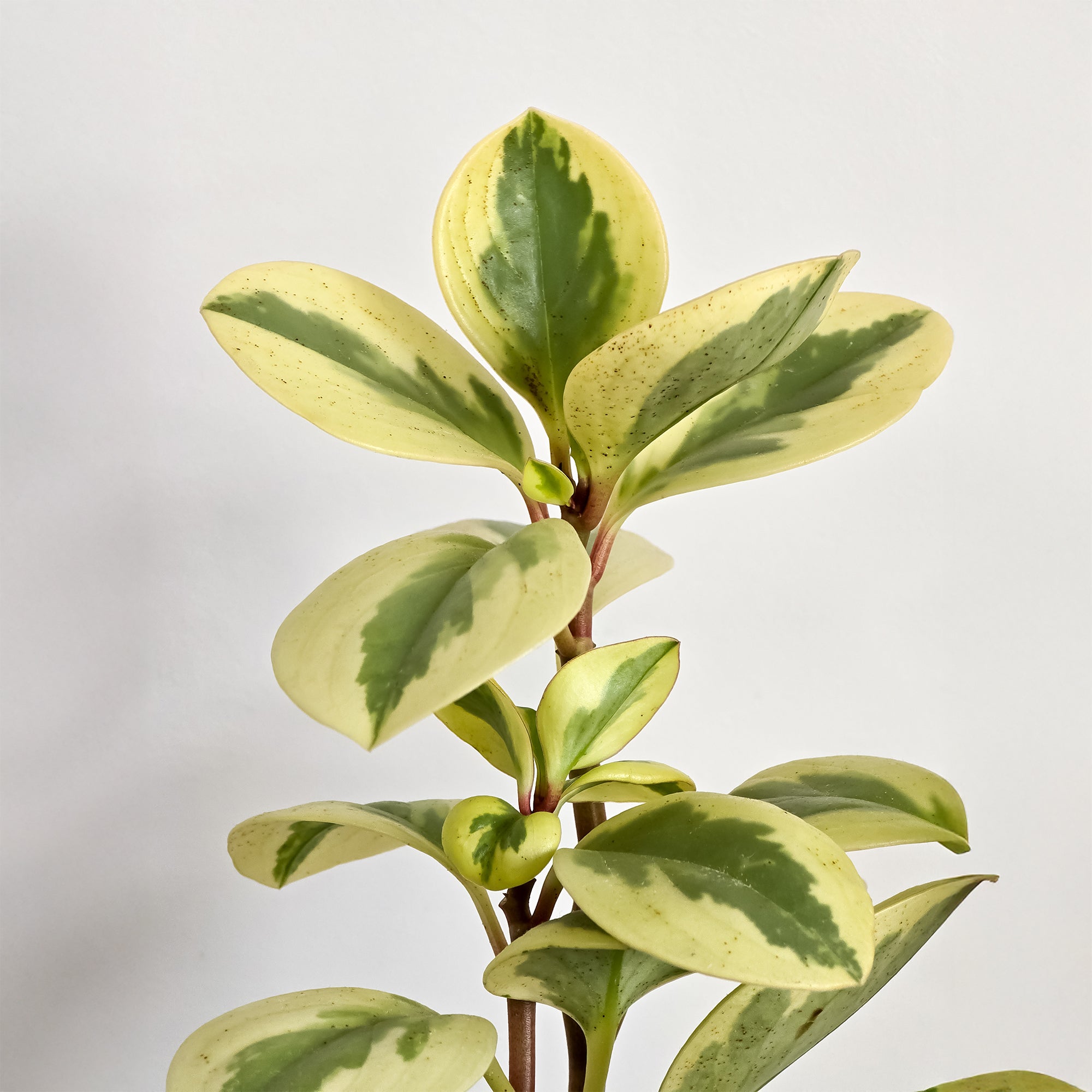 Bakker Pépéromie Obtipan Bicolor plante intérieur pot Ø 12cm