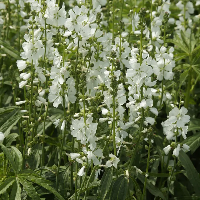 Bakker Sidalcea candida plante vivace pot 9cm blanche soleil
