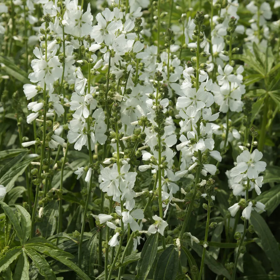 Bakker Sidalcea candida plante vivace pot 9cm blanche soleil